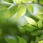 БАТ, КАК ЭНЕРГЕТИЧЕСКАЯ СТРУКТУРА РАСТЕНИЯ